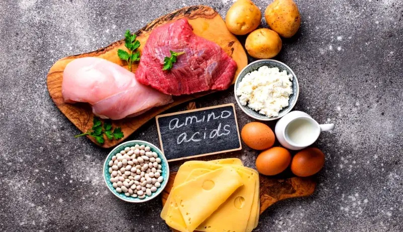 O que são aminoácidos essenciais O que são aminoácidos essenciais